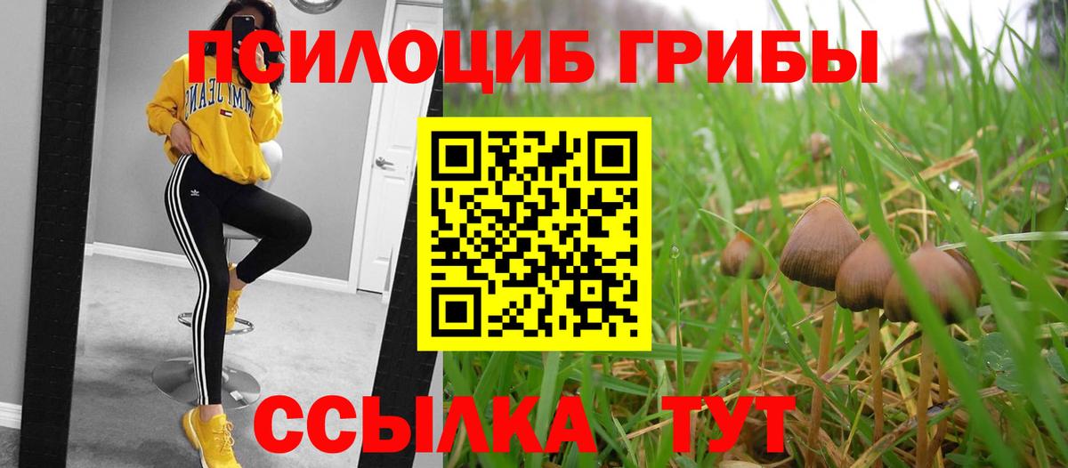 Псилоцибиновые грибы Psilocybe Лысьва